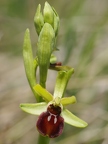 Ophrys araignée