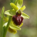 Ophrys_araignee_36.jpg