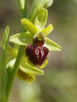 Ophrys araignée