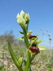 Ophrys araignée