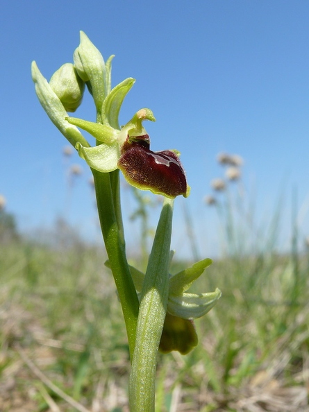 Ophrys_araignee_38.jpg