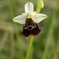 Ophrys_bourdon_04.jpg