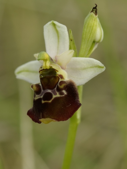 Ophrys_bourdon_05.jpg