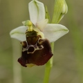 Ophrys_bourdon_05.jpg