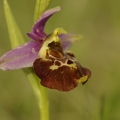 Ophrys_bourdon_06.jpg