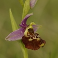 Ophrys_bourdon_07.jpg