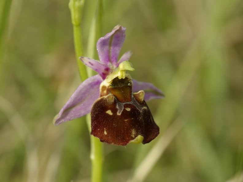 Ophrys_bourdon_08.jpg