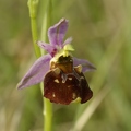 Ophrys_bourdon_08.jpg