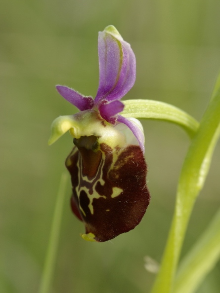 Ophrys_bourdon_09.jpg