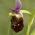 Ophrys_bourdon_09.jpg