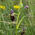 Ophrys_bourdon_10.jpg