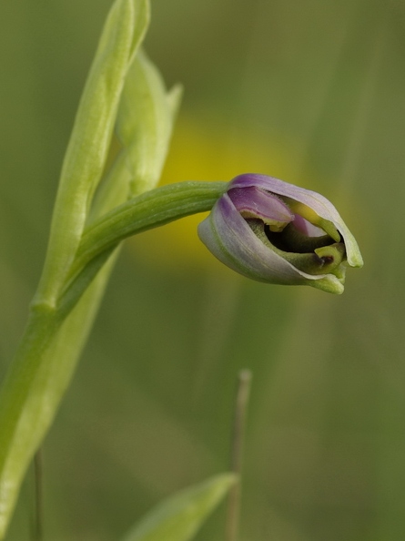 Ophrys_bourdon_11.jpg