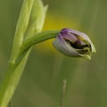 Ophrys_bourdon_11.jpg