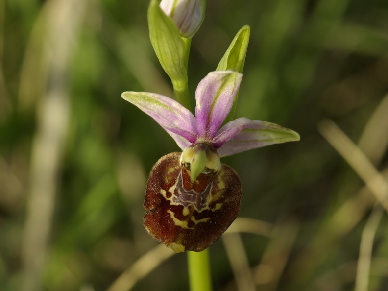 Ophrys_bourdon_12.jpg