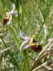 Ophrys bourdon