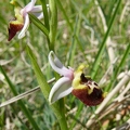 Ophrys_bourdon_13.jpg