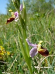 Ophrys bourdon