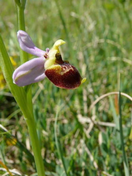 Ophrys_bourdon_15.jpg
