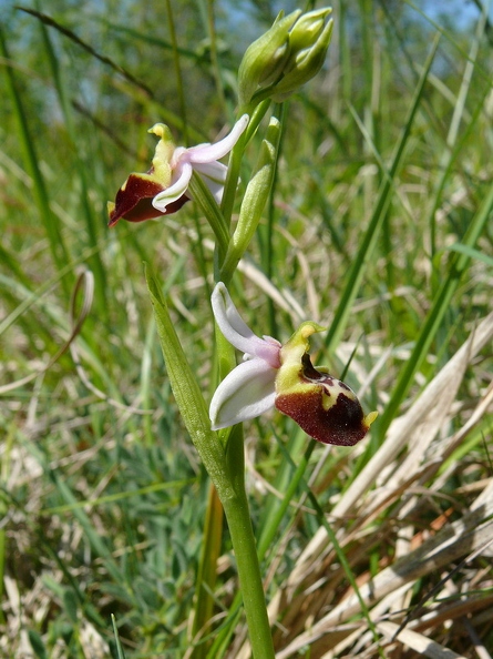 Ophrys_bourdon_16.jpg