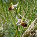 Ophrys_bourdon_16.jpg