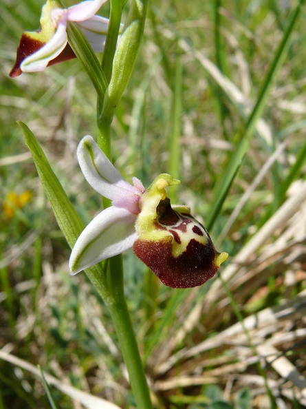Ophrys_bourdon_17.jpg