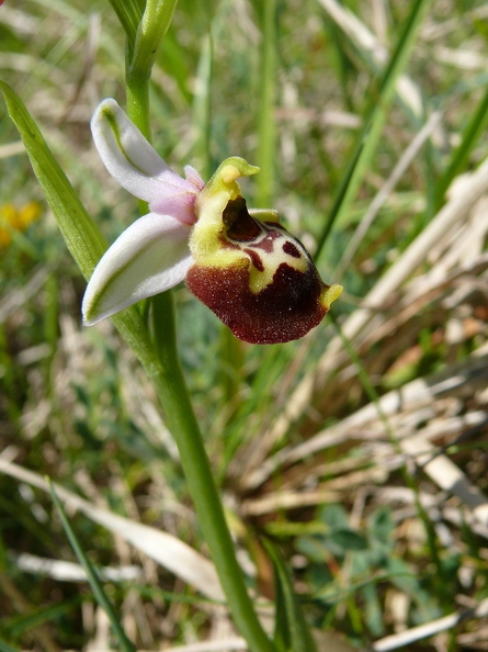 Ophrys_bourdon_18.jpg