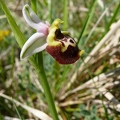 Ophrys_bourdon_18.jpg