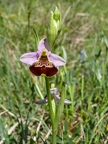 Ophrys bourdon