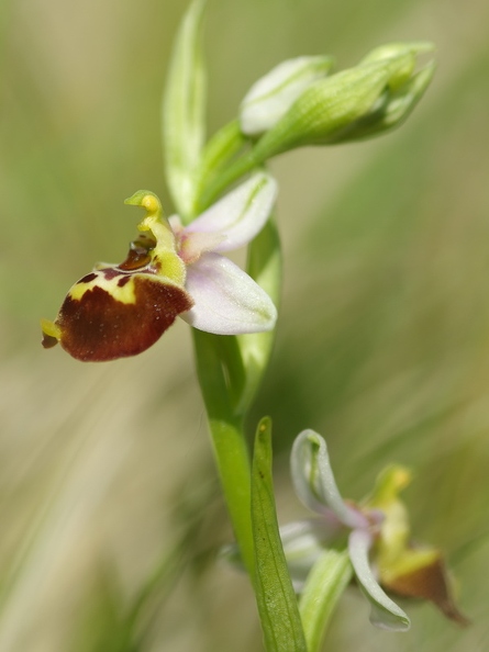 Ophrys_bourdon_20.jpg