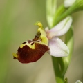 Ophrys_bourdon_21.jpg