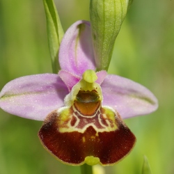 Ophrys fuciflora