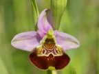 Ophrys fuciflora