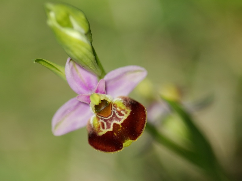 Ophrys_bourdon_23.jpg