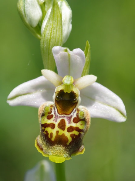 Ophrys_bourdon_24.jpg