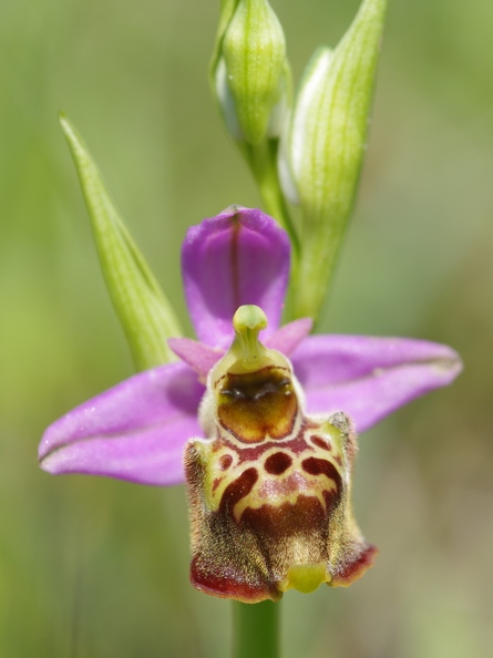 Ophrys_bourdon_25.jpg