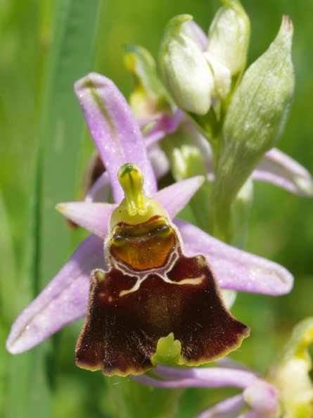 Ophrys_bourdon_26.jpg