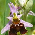 Ophrys bourdon