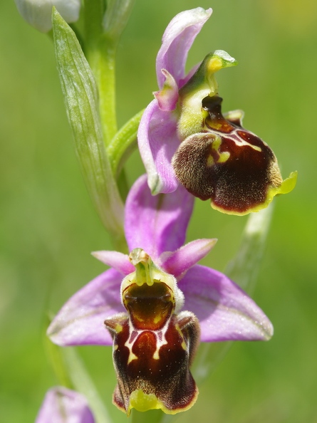 Ophrys_bourdon_27.jpg