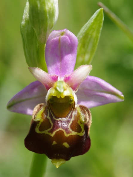 Ophrys_bourdon_28.jpg
