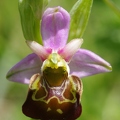 Ophrys_bourdon_28.jpg