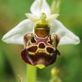 Ophrys_bourdon_29.jpg