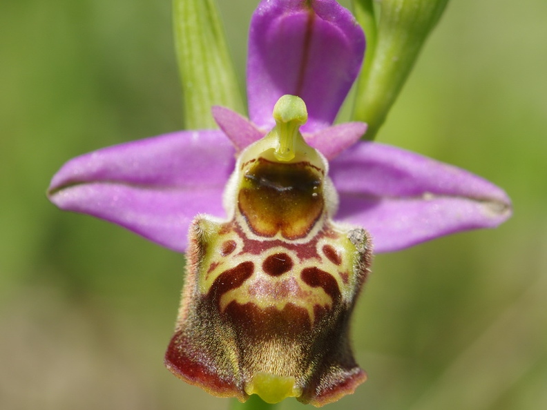 Ophrys_bourdon_30.jpg