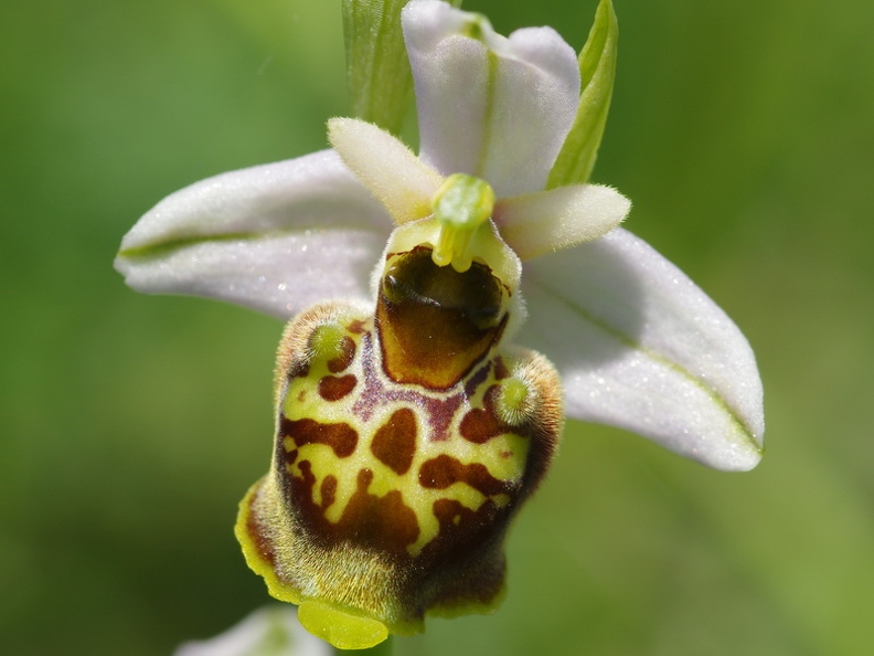 Ophrys_bourdon_31.jpg