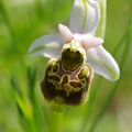 Ophrys_bourdon_32.jpg