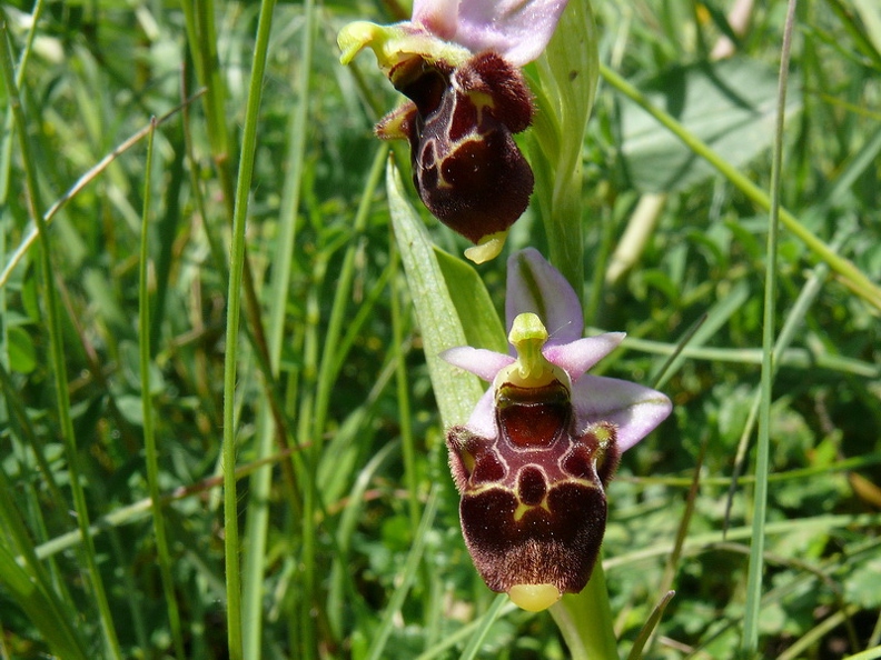 Ophrys_bourdon_33.jpg