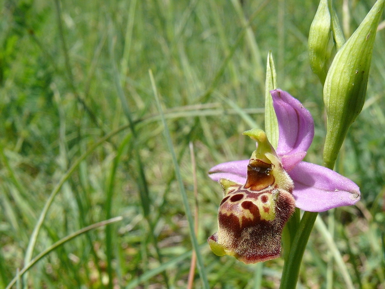 Ophrys_bourdon_34.jpg