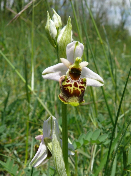 Ophrys_bourdon_35.jpg
