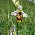 Ophrys_bourdon_35.jpg