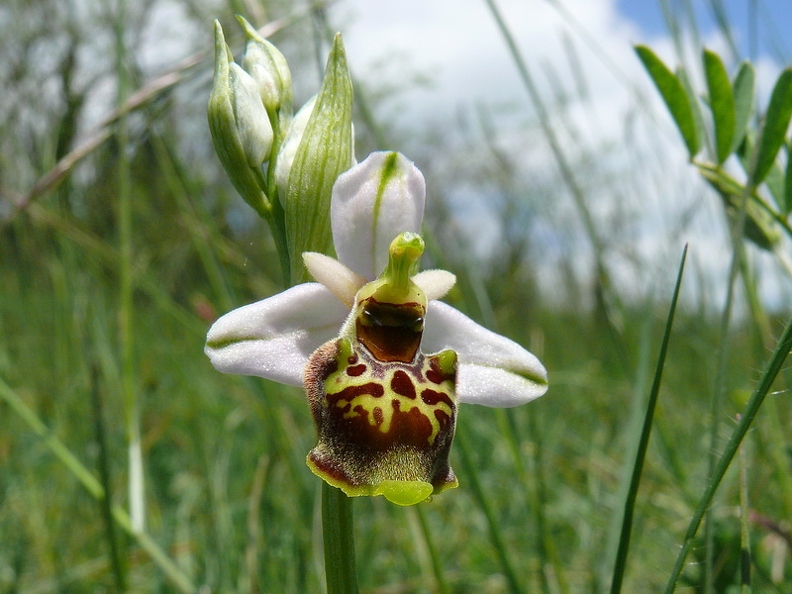 Ophrys_bourdon_36.jpg