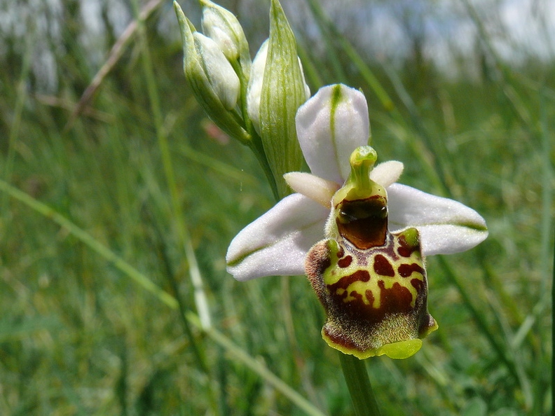 Ophrys_bourdon_37.jpg